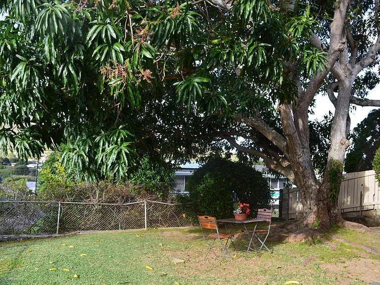 Fenced in yard w mango tree
