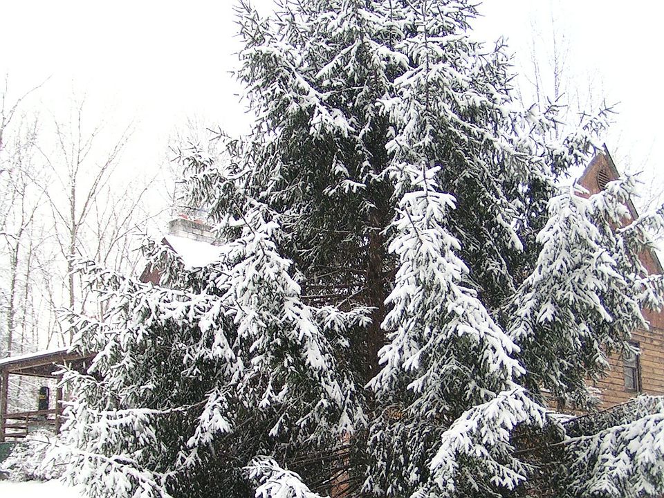 Winter Wonderland