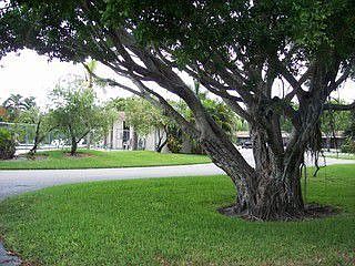 Beautiful Tree across the road