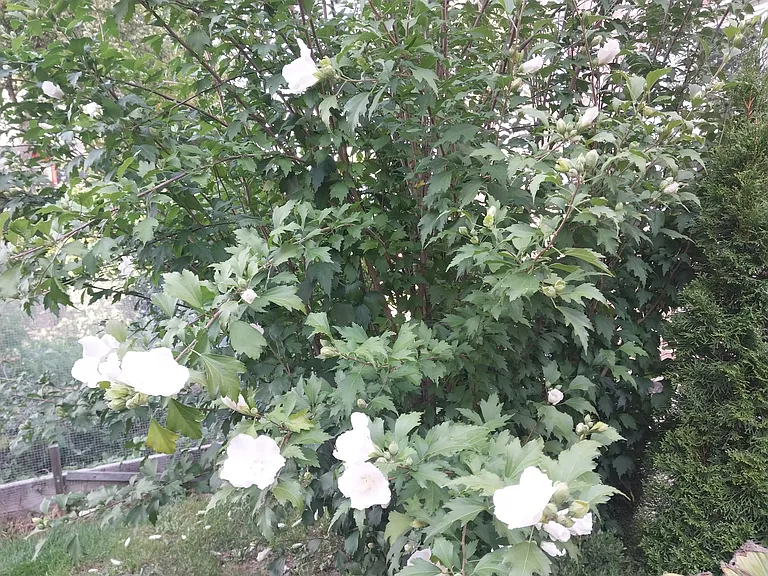 Rose Of Sharon Shrub