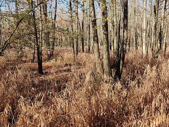 5th image of Miller Rd Lot 8