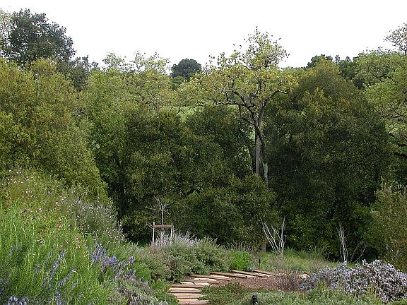 Backyard looking up at 25 acreas of clear hills