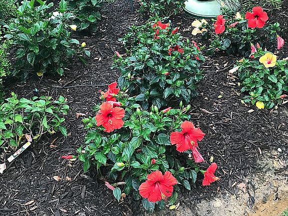 Backyard Flower Garden