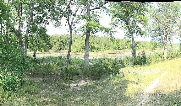 Back yard view