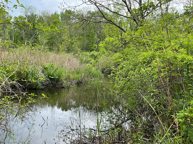 Creek on property