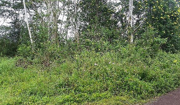 2nd image of Silversword Ct Lot 18