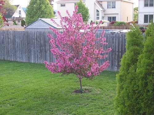 From patio to West Fence 5/2009