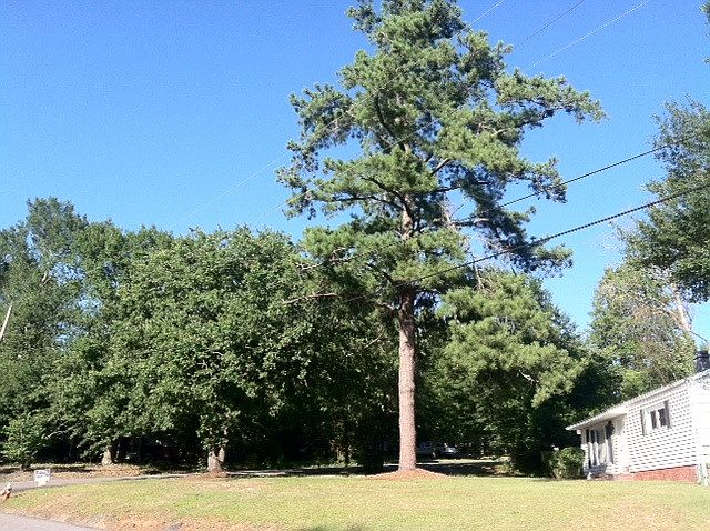 2nd image of 2017 Wren Rd