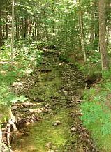 Summer time frog catching