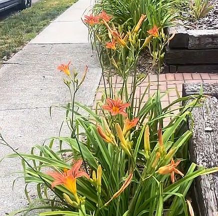 Morning Lilies - Summer