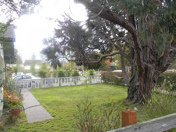 tree in front yard