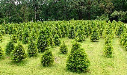 Christmas Tree Farm