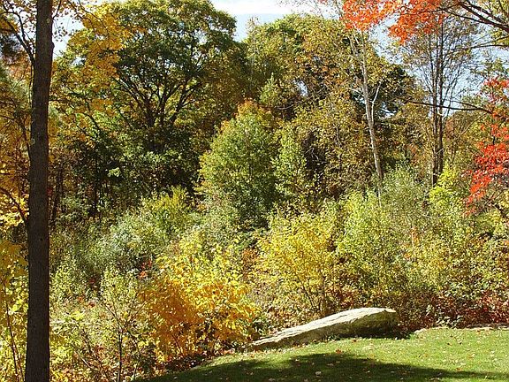 Right side of front yard
