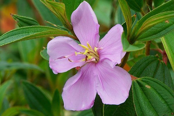 Hawaiian Wildflower happily blooming at 16-2063 Coconut Drive (lot 21).