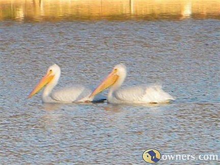 Pelicans on Lake from Backyard