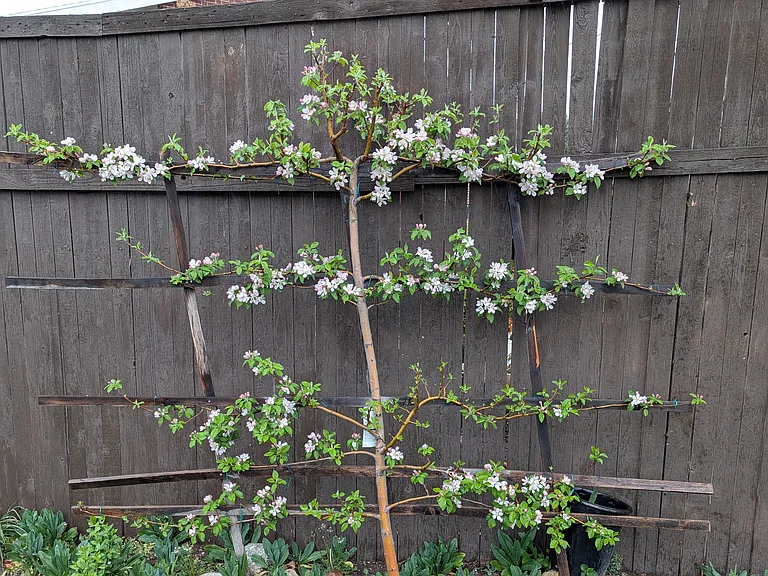 Fruiting trees