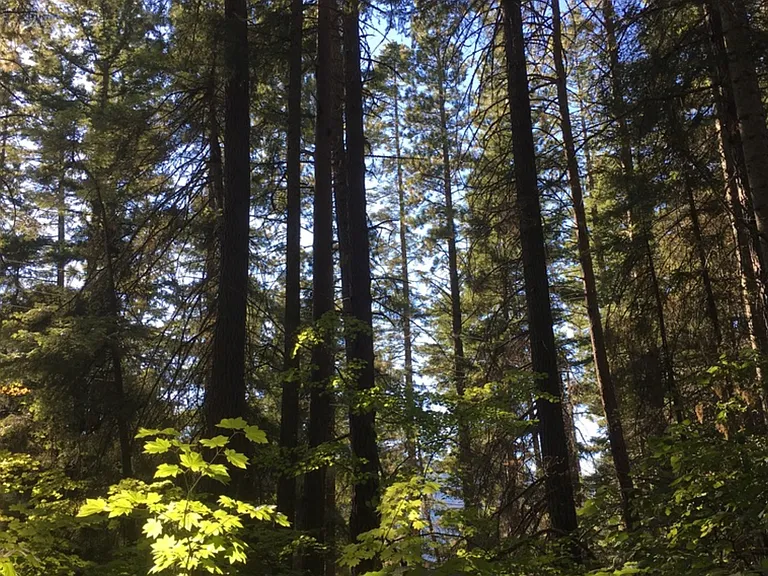 Another view of shrubs and trees on property.