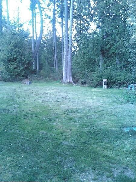 back yard