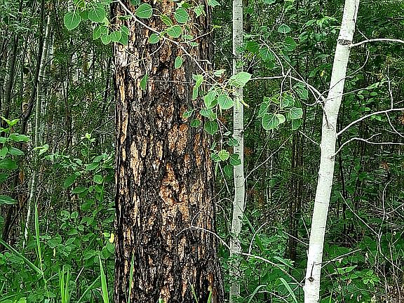 2nd image of 12010 Gunflint Trl