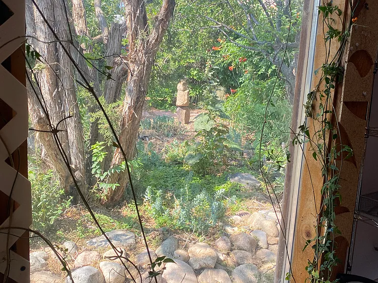 Jasmine vines