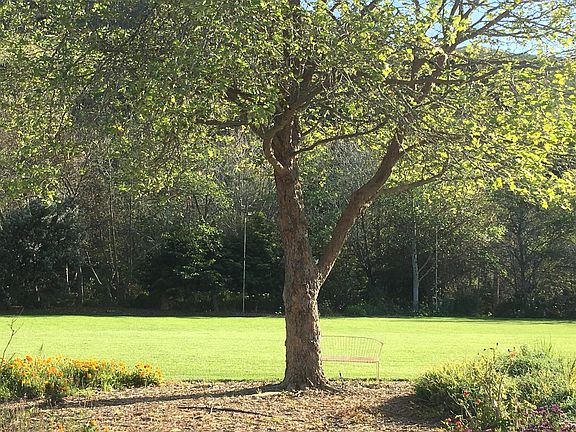 Back yard
