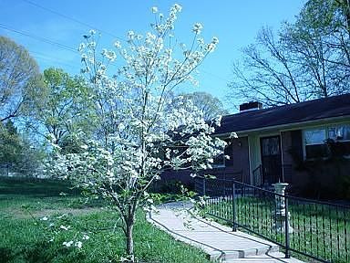 Front yard