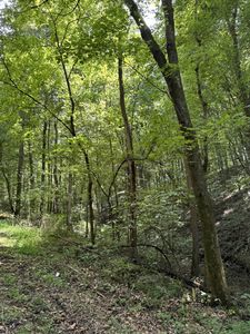 0 Albert Fentress Rd, Greenbrier, TN, 37073