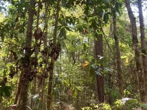 Highway 450, Mount Hermon, LA 70450