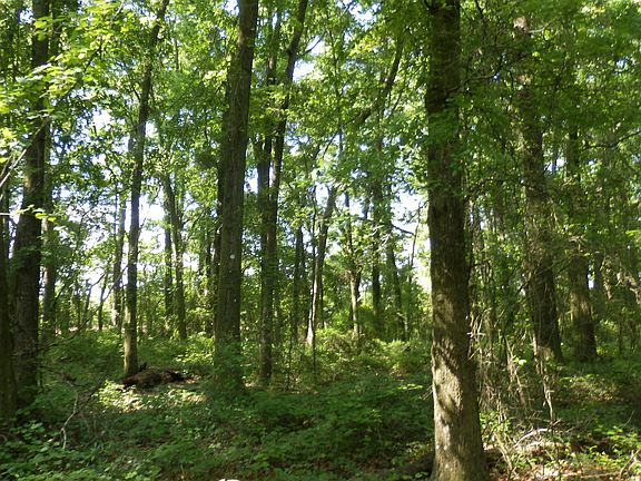 Tall mature trees