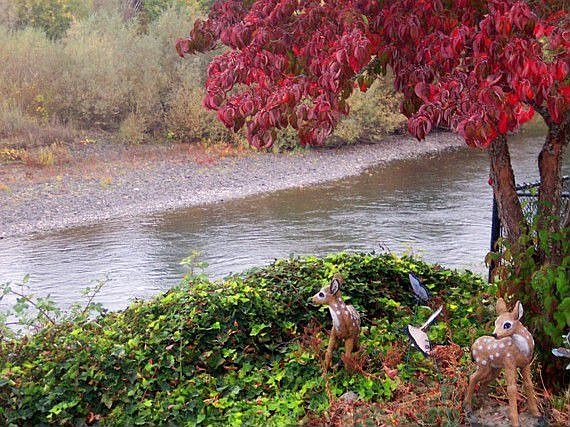 Rogue River View