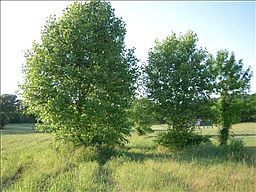 3rd image of 2049 Carters Creek Park