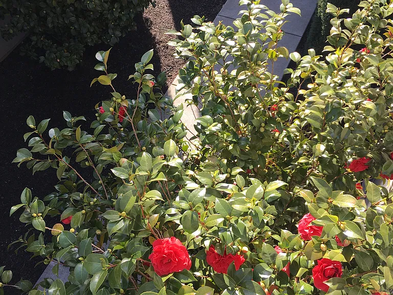 Olive Tree Apartments — Photo 26
