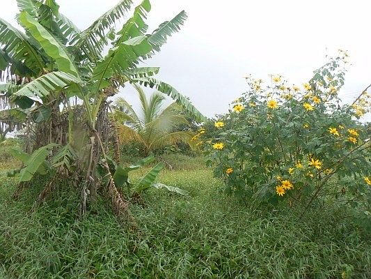 2nd image of 12-7036 Koaekea St Lot 102