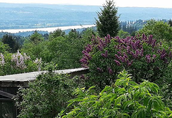 View over greenhouse lilacs