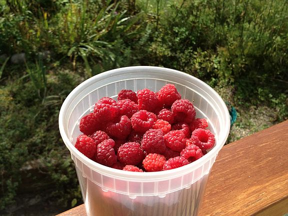 Early fall raspberries