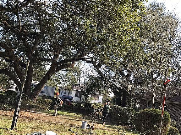 Old Oaks pro- Trimed