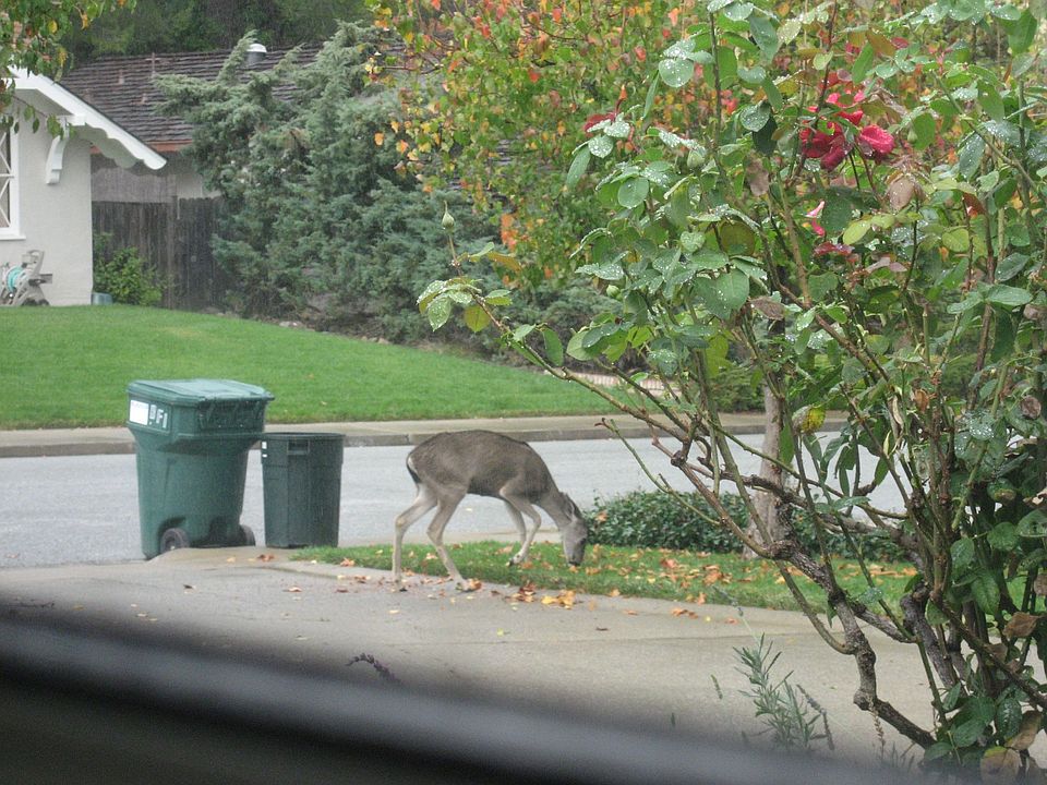 Deer in front lawn