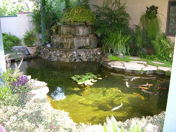 Koi Pond