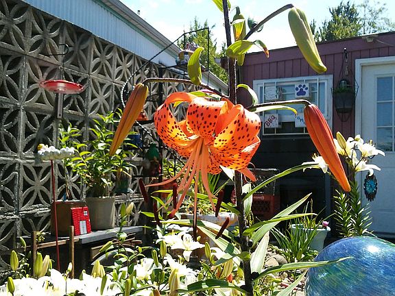 2nd image of 4040 Auburn Way S Trlr 37