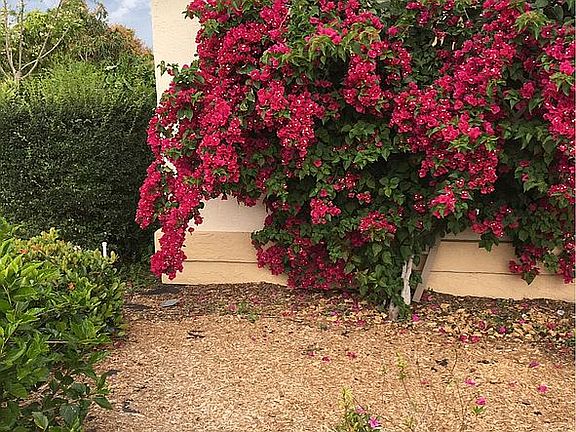 Bougainvillea in bloom