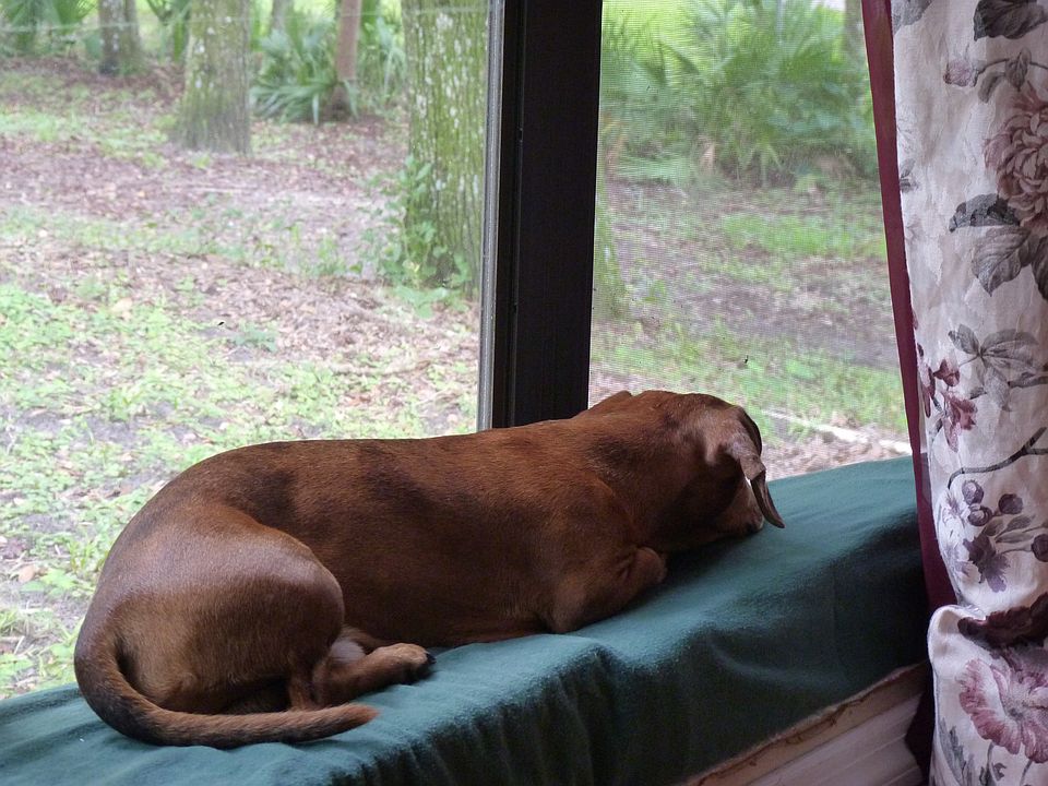 Dog's Life Bay Window View