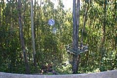 Back Yard Facing Open Forest