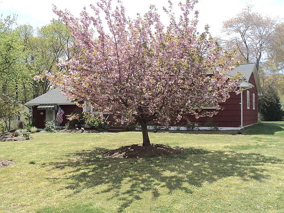 Blossoms 