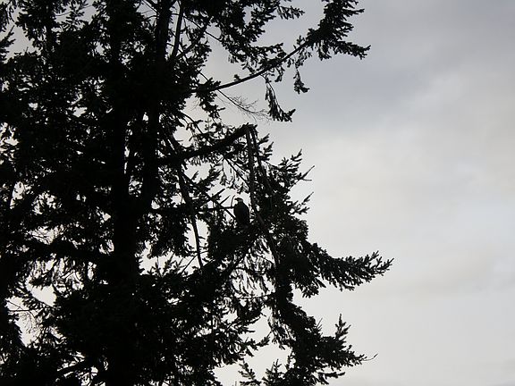 Eagle in tree