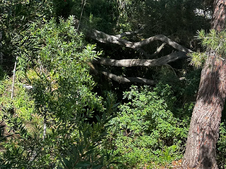 Rear Yard