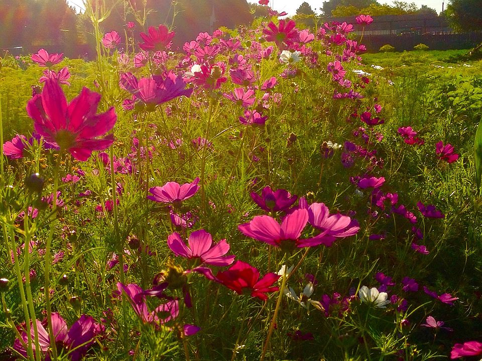 flowers in the field