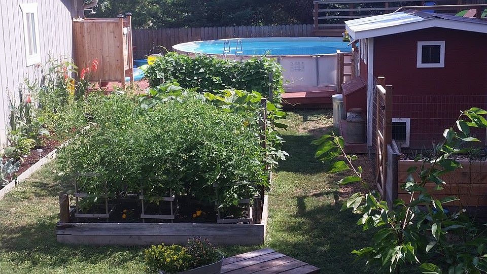 Back yard