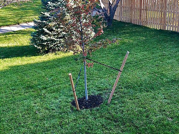 New Sugar Maple Backyard