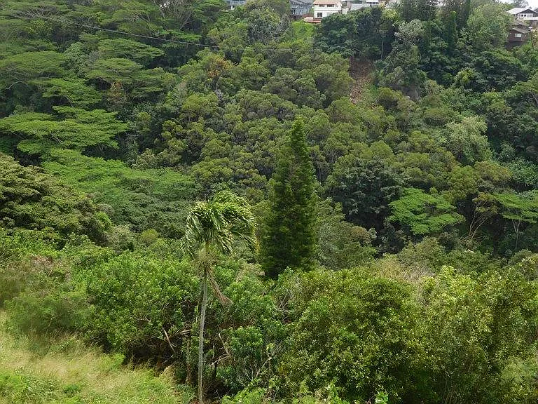 Deep valley below -- Aiea Loop Trail just above this area, w