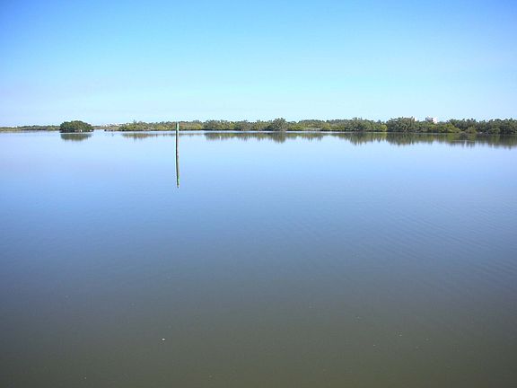 Manatees and dolphins about